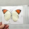 1/5/10/20Pcs Natural Real Beautiful Butterfly Specimens for Hobbies DIY Photo Frame or Home Wall sticker DIY  home decor modern 6