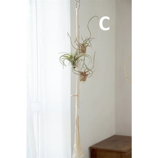 Air Plant Holder C