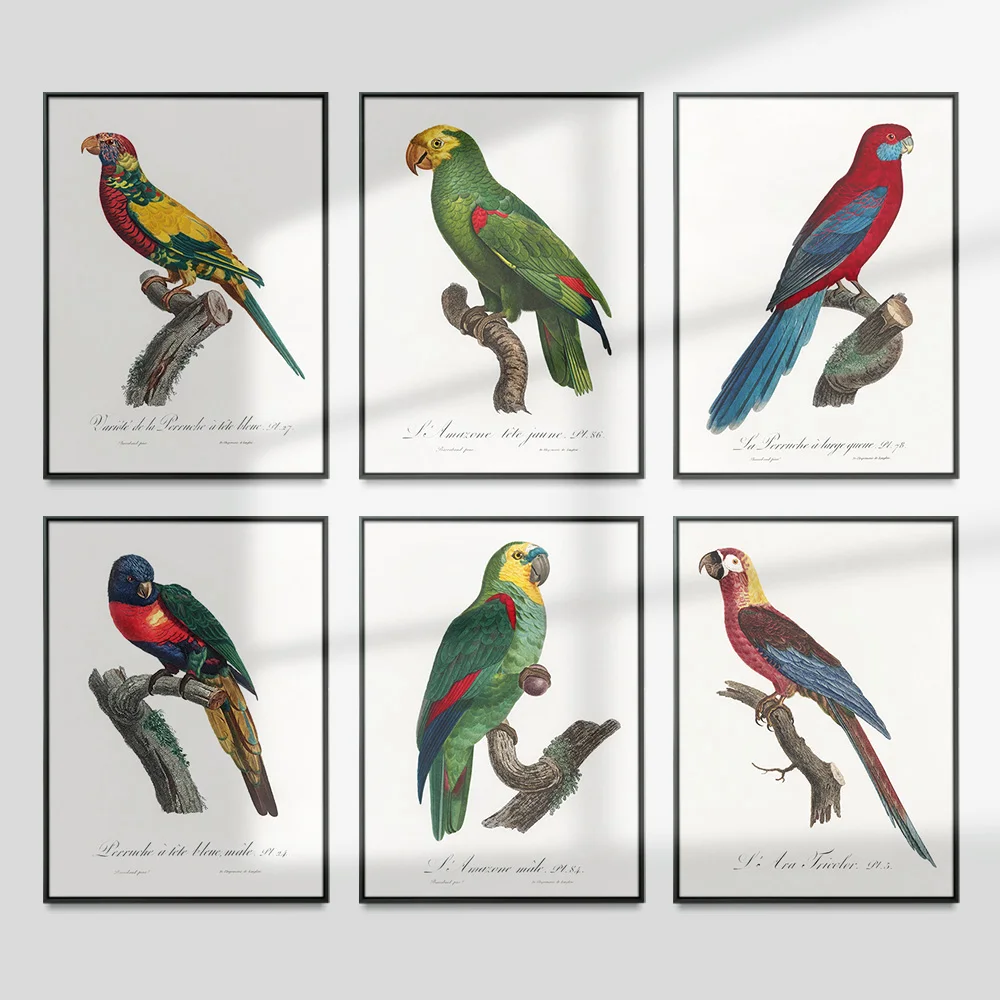 

Parrot Bird Animal Illustrated Handbook Poster Canvas Painting Vintage Print Art Wall Stickers Decor