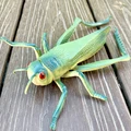 Grasshopper