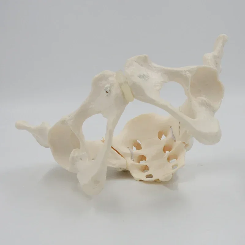 1:1 Movable Pelvis Model Sacrum Hip Bone Female Pelvic Bone Can Bend Human Skeleton Anatomy Pelvic Floor Muscles images - 6