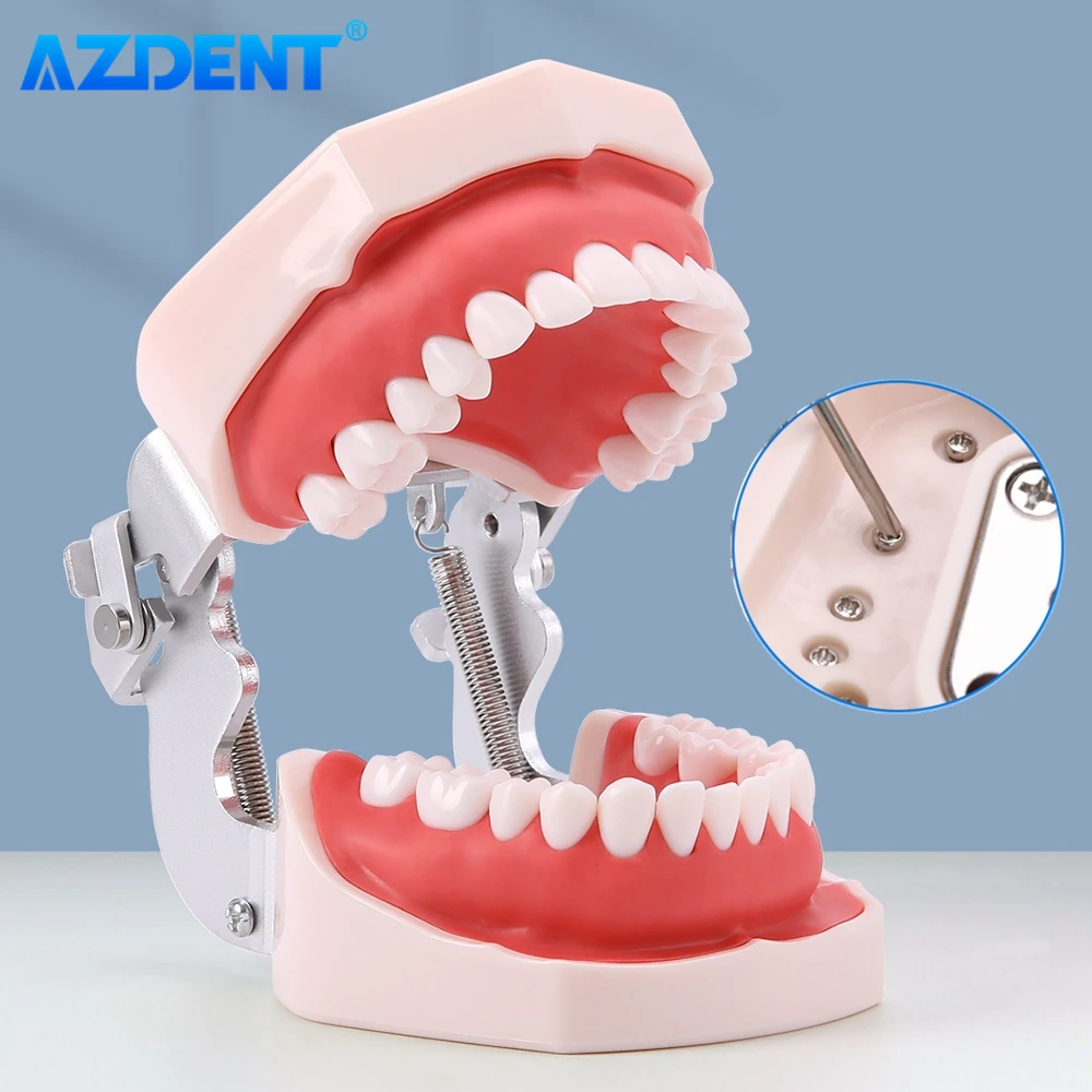 AZDENT Dental Resin Model Removable Training Typodont Teeth Model for