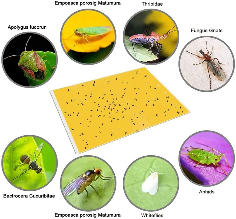 Pièges à Mouches Des Fruits Jaunes Autocollants - Lot De 10 - Forme Papillon - Pour Plantes D'intérieur Et Jardin - Écologique - 8