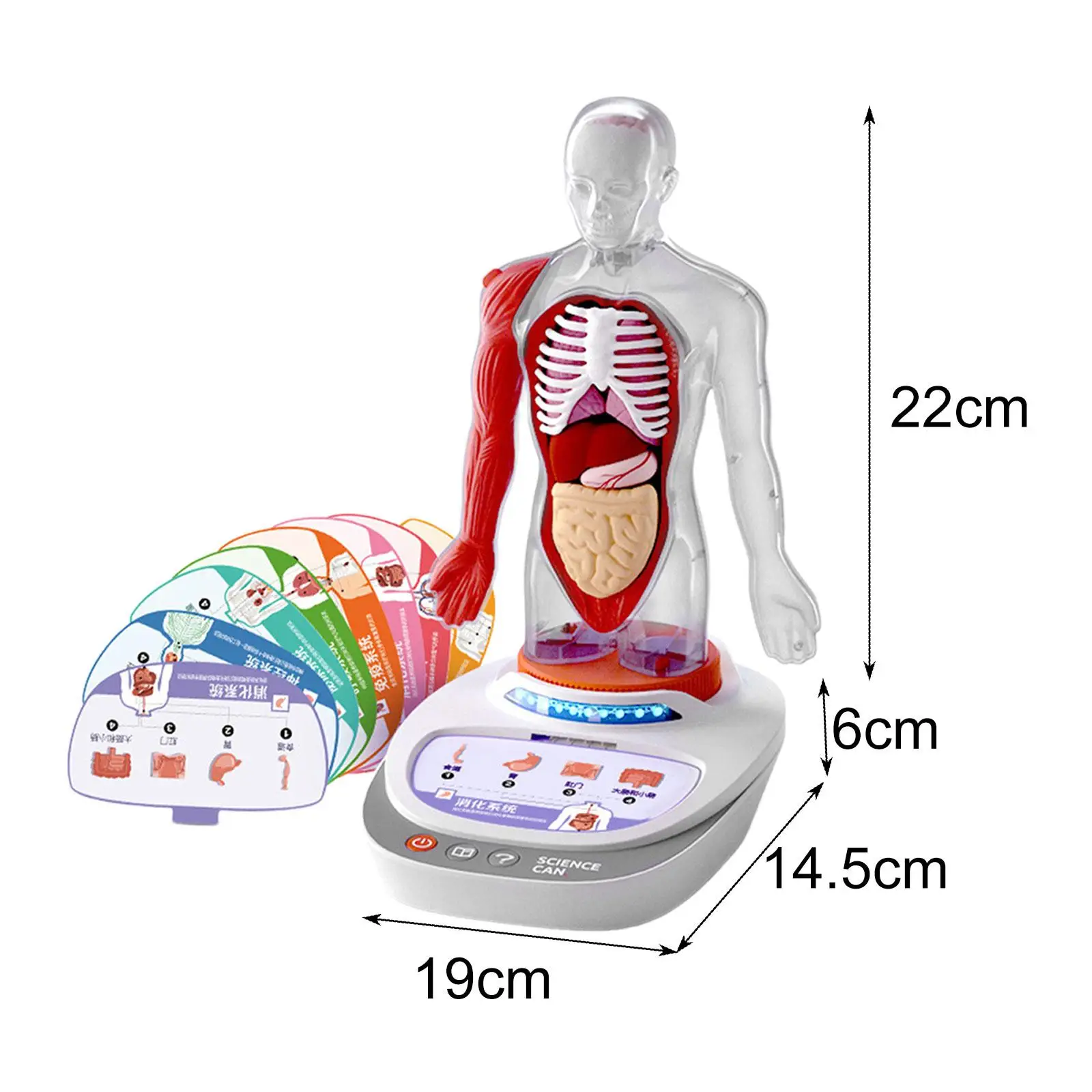 Human Body Model for Kids Teaching Aid Rotatable Model Human Body Puzzle Kits for Kids for Study Class Students Preschool Child Human Body Model for Kids Teaching Aid Rotatable Model Human Body Puzzle Kits for Kids for Study Class Students Preschool Child
