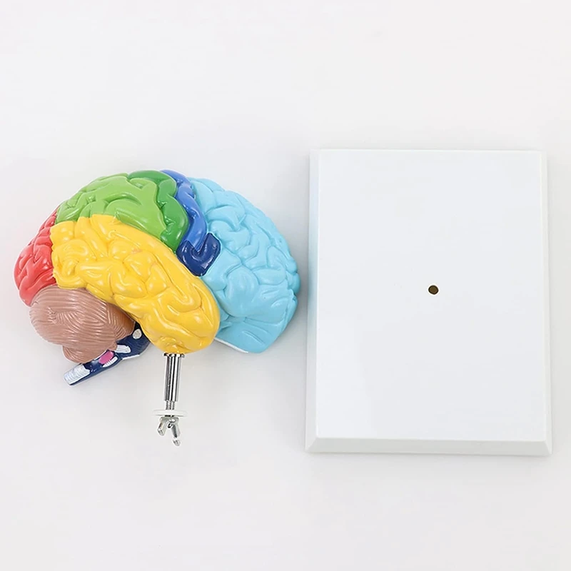 Right Brain Hemisphere Model 2