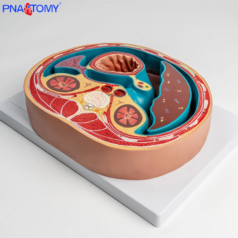 ???????????? Schematic Cross Section Through Abdomen(T12) Anatomical Model