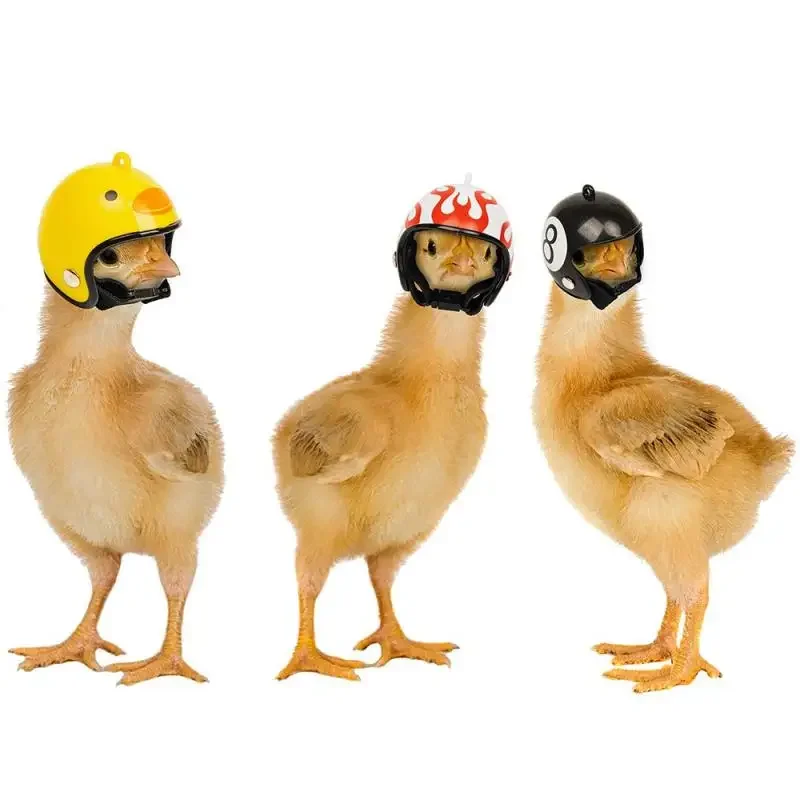 Chicken Helmet Funny Chicken Helmet Small Bird Duck Quail Hard Hat Headgear for Hens Head Pet Supplies