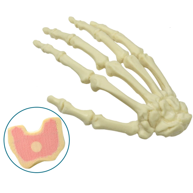 

Left Hand Practice Model Foam Cortical Shell with Inner Cancellous Model for Drilling Study Teaching Model Tool