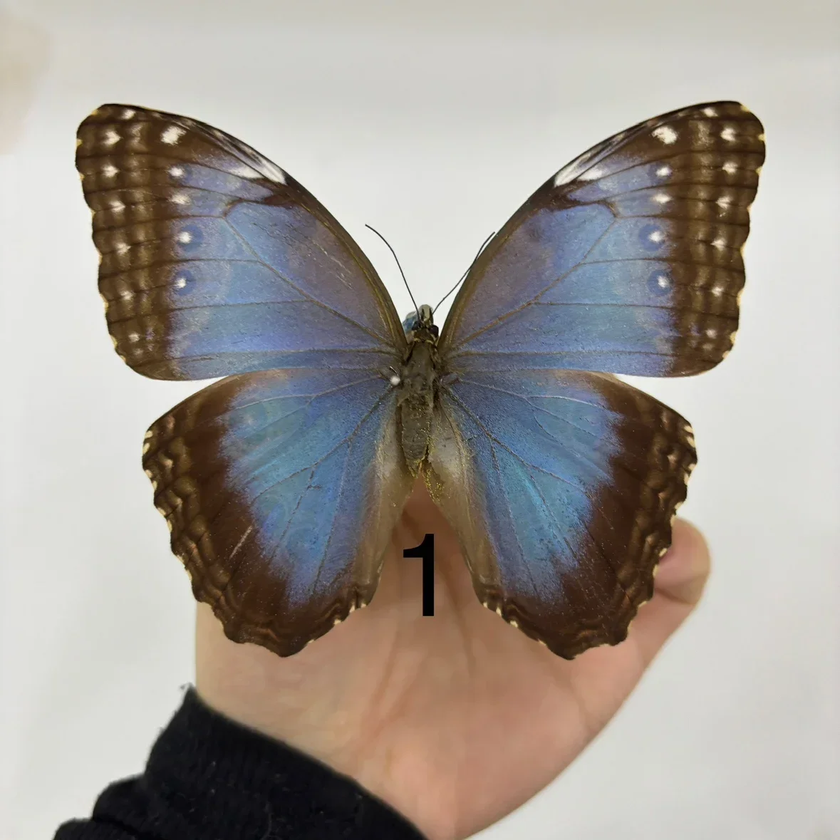Morpho Menelaus Blue Flash Butterfly Real Butterfly Specimens Wings Have Spread Out Entomologist Insect Lover 6