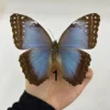 Morpho Menelaus Blue Flash Butterfly Real Butterfly Specimens Wings Have Spread Out Entomologist Insect Lover 6