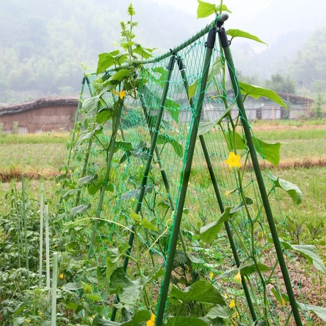 Paradicsomok Növényi Rácsos Háló Kötőmászó Növényekkel Az Uborkához Nagy Gyümölcsök Zöldség Hegymászás Szőlő Nettó Kertészet - Image 4
