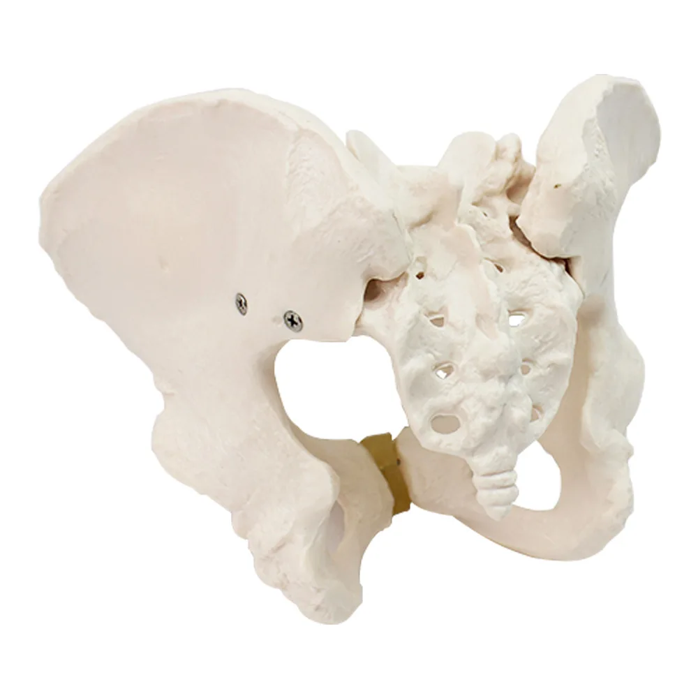 Standard female pelvic model, gynecological examination model, human skeleton specimen pelvic measurement model