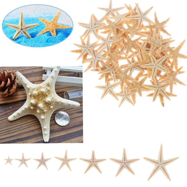 Starfish Shells Starfishes, Sea Shell Starfish