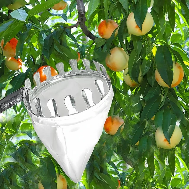 Recolector de frutas portátil desmontable para jardín, manzana, melocotón,  Loquat, árbol alto, telescópico, poste receptor de frutas, accesorios de  cesta de jardinería - AliExpress