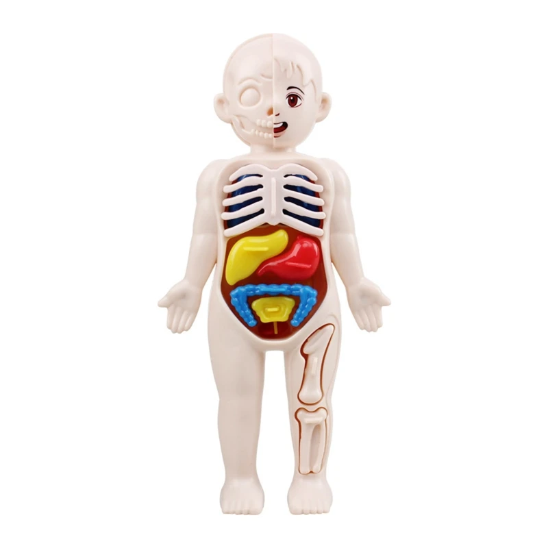 127D Human Body Anatomical Model Skeleton Life Size for Kids Interest Cultivate