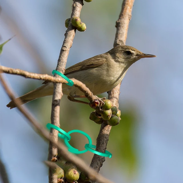 60 db Kerti Növényi Tartó Klipek A Mászáshoz Szőlő Paradicsom Zöldségkar Hurok Bilincs Ültetési Megfogás Tartás Rögzítő Szár - Image 6