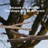 Parrot perch bird cage accessories, bird wooden branches, tree branches, bird standing rods, standing rods set, bird toys 4