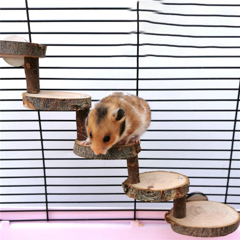 The Hamster Lifespan  Choose Hamster Cages