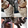 Cat Collar Heart Charm Personalized ID Name with Bell Safety Elastic Adjustable Soft Velvet Puppy Small Dog Pet Collar Kitty 5