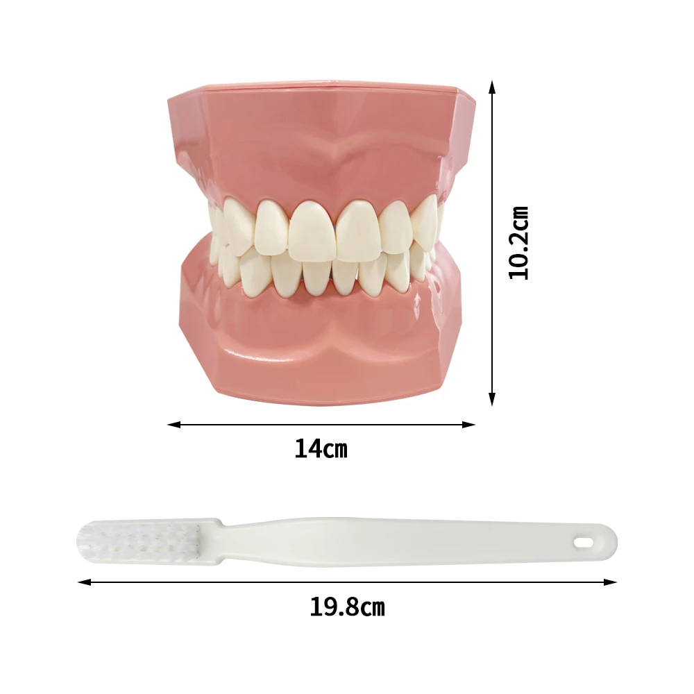Dental Demonstration Education Model Brushing Teeth Teaching Studying Model With Toothbrush Standard Typoodnt Dentistry Products