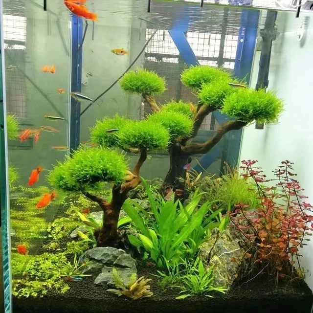Planted Tank Tree