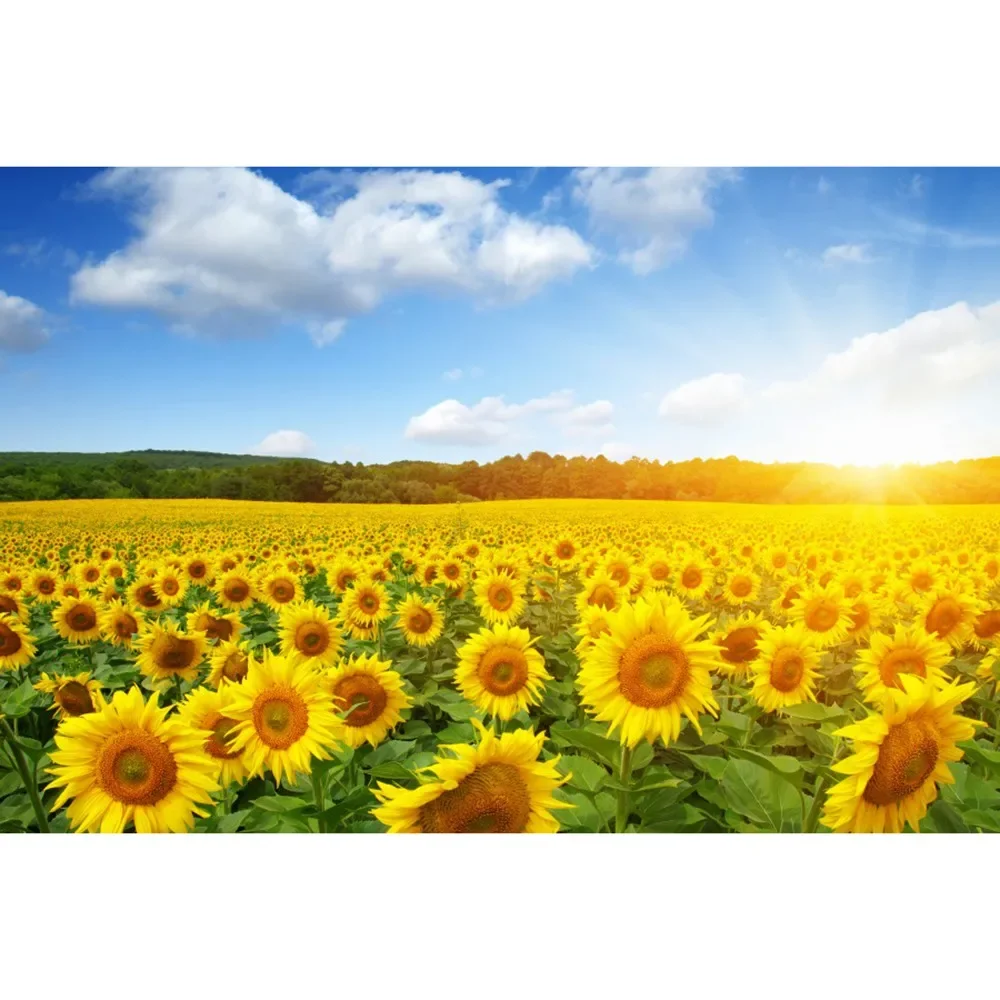 thumbnail image 1 of MOON.QG Fondo de fotografía de campo de granja de primavera, paisaje de pastizales con girasoles, fondo para sesión fotográfica de fiesta, decoración personalizada, accesorios para fotos, 1 of 5