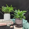 Tabletop Flower Pot Home Garden Bonsai Decor Succulent Hydroponic Plants Pot Self Watering Flowerpot Indoor Mini Planter Pots 5
