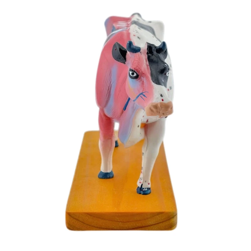 

G5AA Cattle Anatomy Model for Acupuncture and Moxibustion Teaching Prop, Animal Anatomy Model Cow Anatomy Model