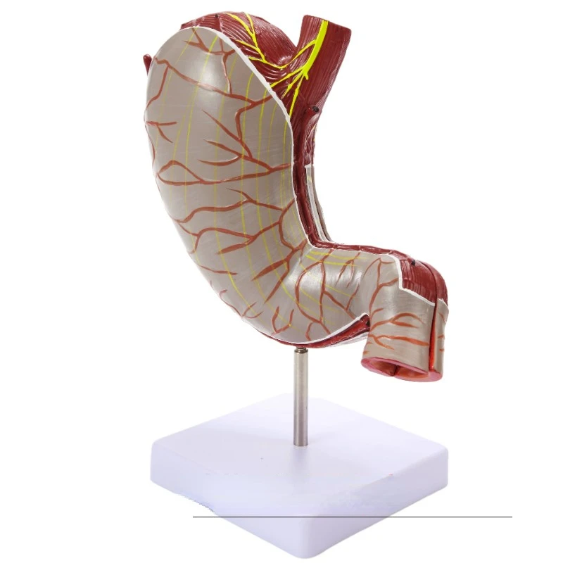 

Human stomach anatomical structure model enlarged detachable 2-component medical hospital school teaching explanation ornament