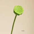 Lotus seedpod - M