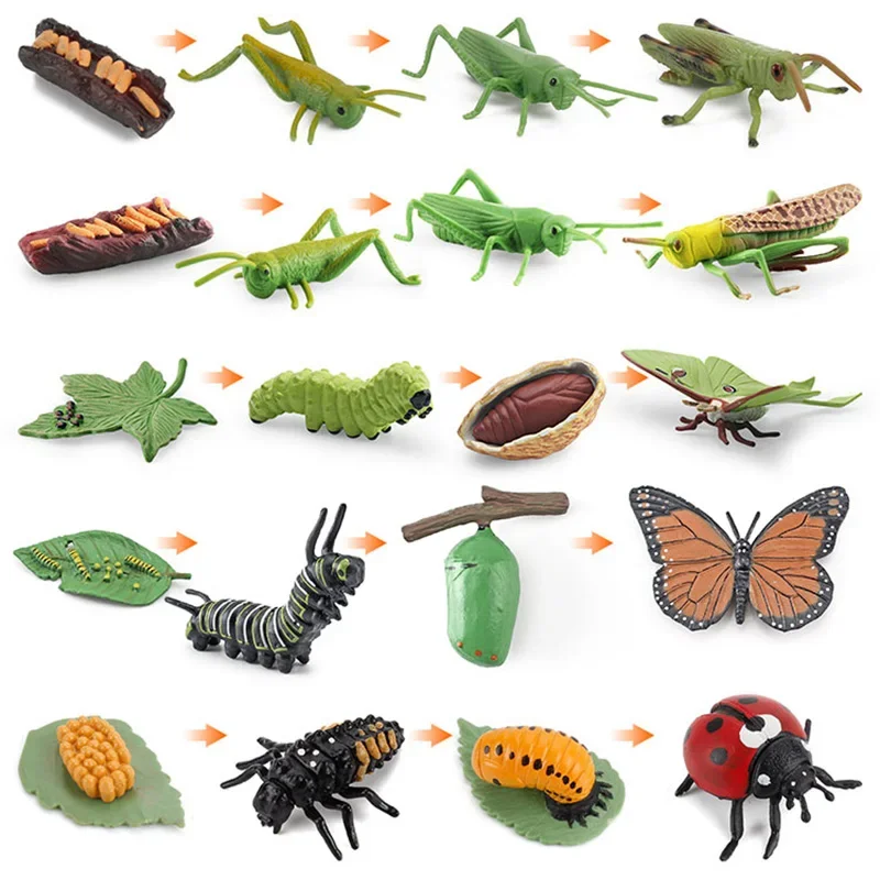 Simulated small animal model toy growth life cycle frog turtle chicken Montessori kindergarten teaching aids 2