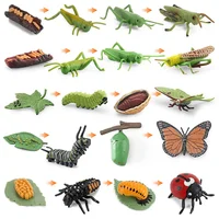 Simulated small animal model toy growth life cycle frog turtle chicken Montessori kindergarten teaching aids 2