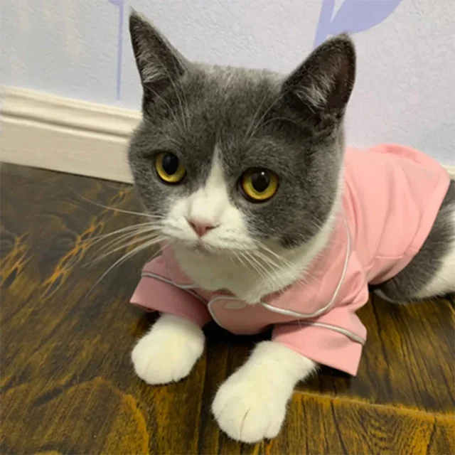 Christmas Pet Cat Costume Clothes for Cats Winter Kedi Katten Sphynx Sweatshirt Hoodie Suit Mascotas Clothing Ropa Para Gato 5