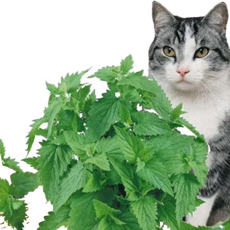 Title 8, Premium Catnip for Cats 100% Natural Cat Nip Bu...