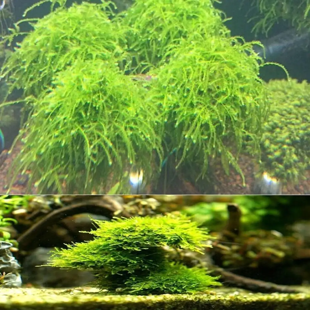 5cm Aquarium Grass Plant Model Natural Mineral Aquatic Bio Moss Ball Filter Mineral Balls Fish Tank Decor
