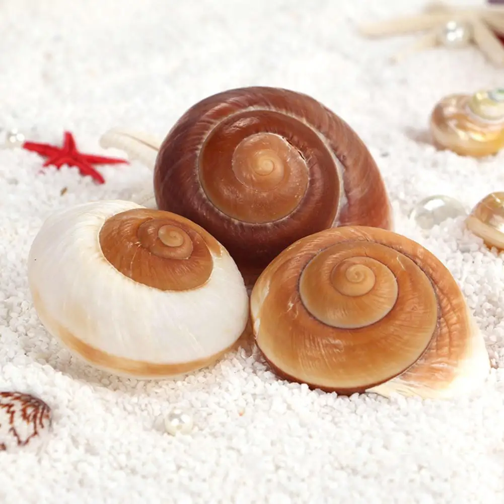 Natural Shell Ornaments Seashell Conch Bread Snail Natural Mediterranean Home Aquarium Collectibles Toys 5-7cm Decoration Gift