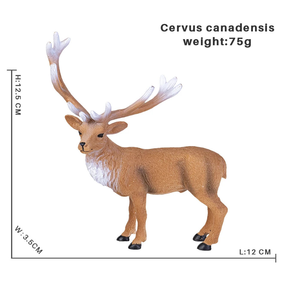 Cervus canadensis