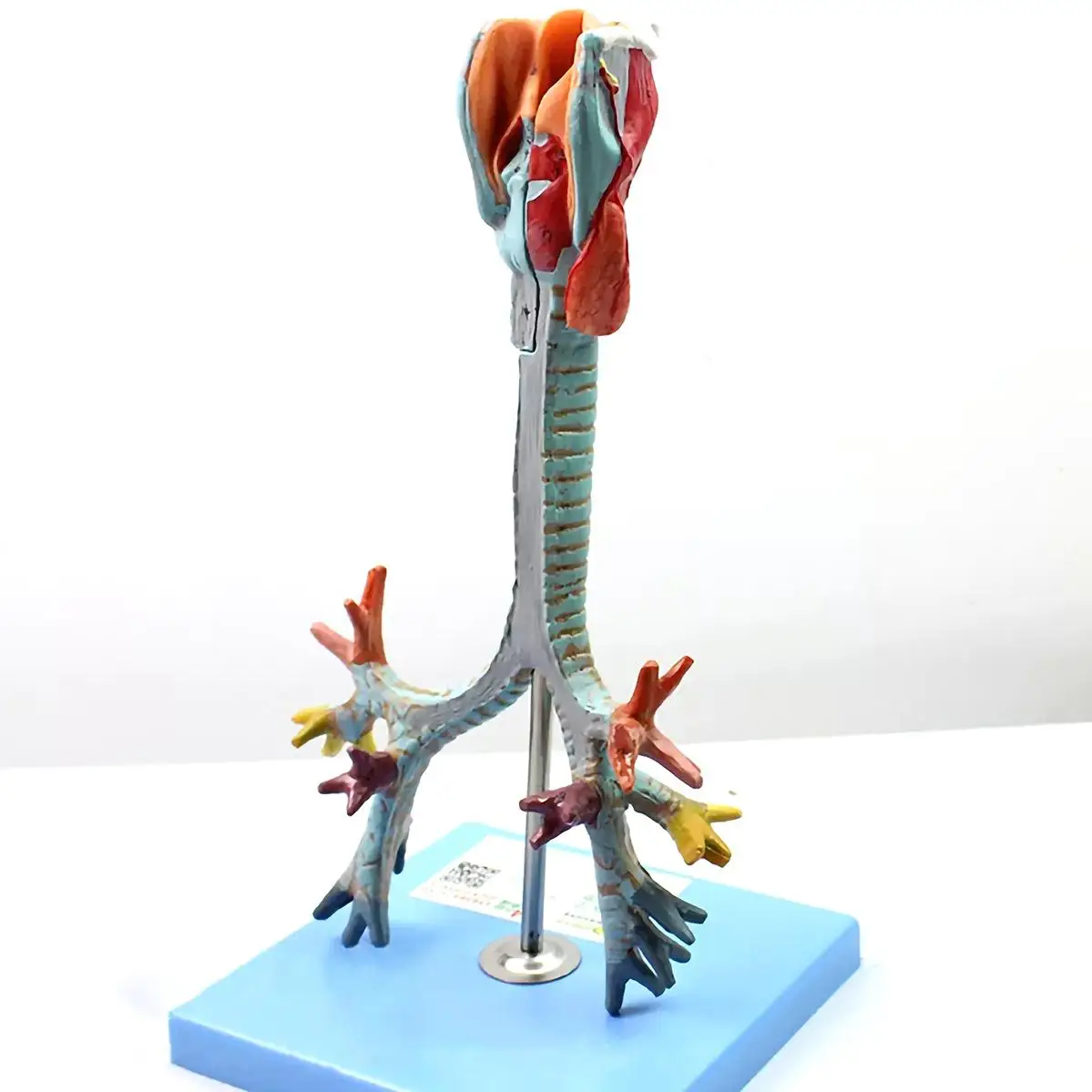 

PVC Human Trachea and Bronchi Model Medical Anatomical Models School