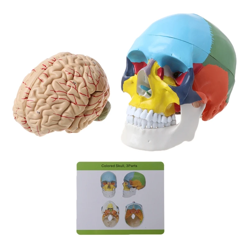 

Y1UB 1:1 Scale Colorful Human Adult for Head Model with Stem Anatomy Medical Te
