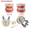 28/32 Teeth Model For Dental Technician Practice Training Jaw Typodont  Standard Dental Model Teeth Teaching Model With Soft Gum 1