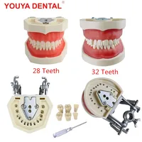 28/32 Teeth Model For Dental Technician Practice Training Jaw Typodont  Standard Dental Model Teeth Teaching Model With Soft Gum 1