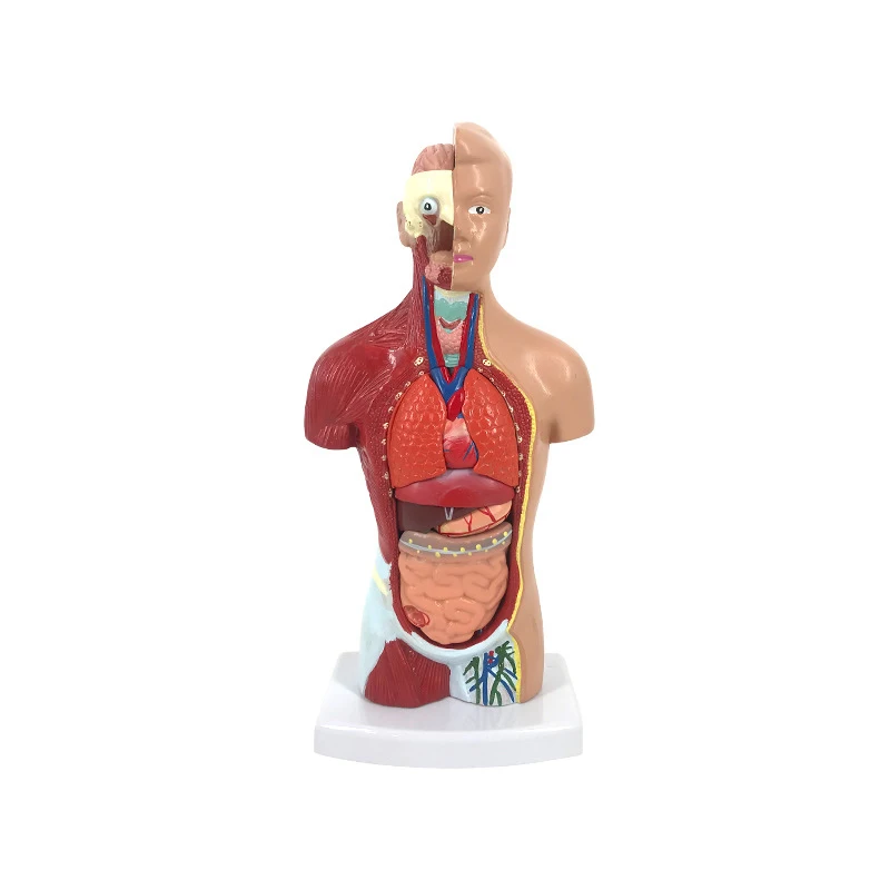

26cm Human Anatomy Model Body Model for Medical Student 14 Pcs Removable Human Torso Anatomy Model For Medical Education Display