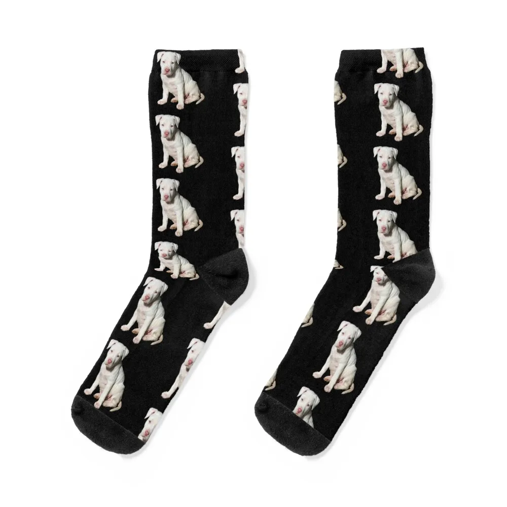 White Pitbull Puppy Socks golf custom socks christmass gift socks designer brand Men Socks Women's