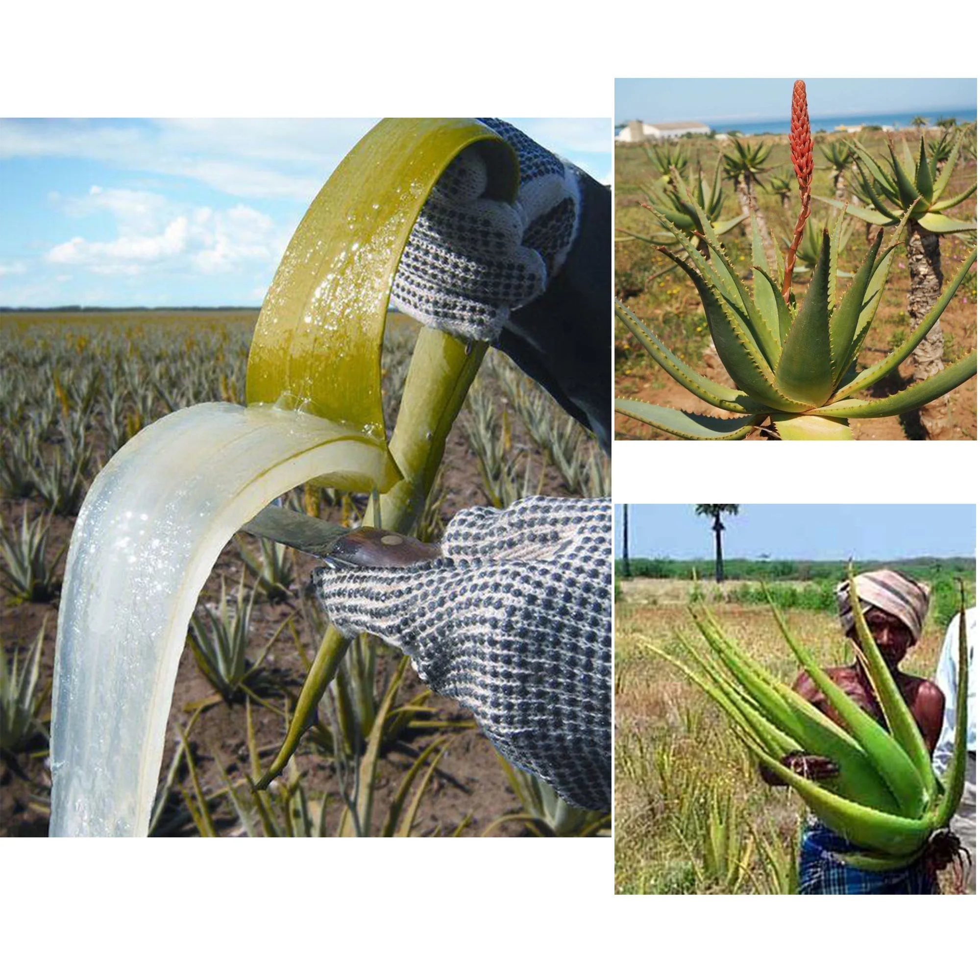 Artisanal African Traditional Layden Nourish Oil 3