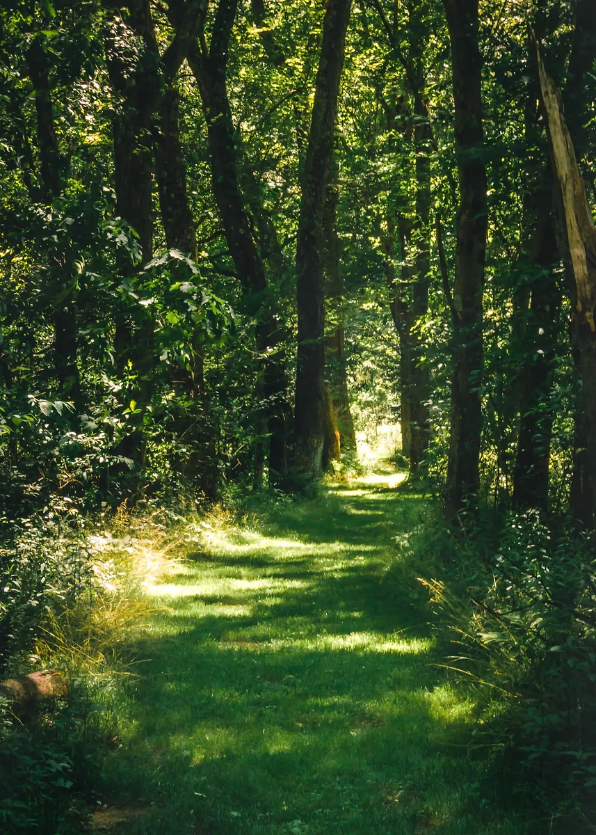 Sunlit Forest Canvas Wall Art - Green Tree Landscape Home Décor Print