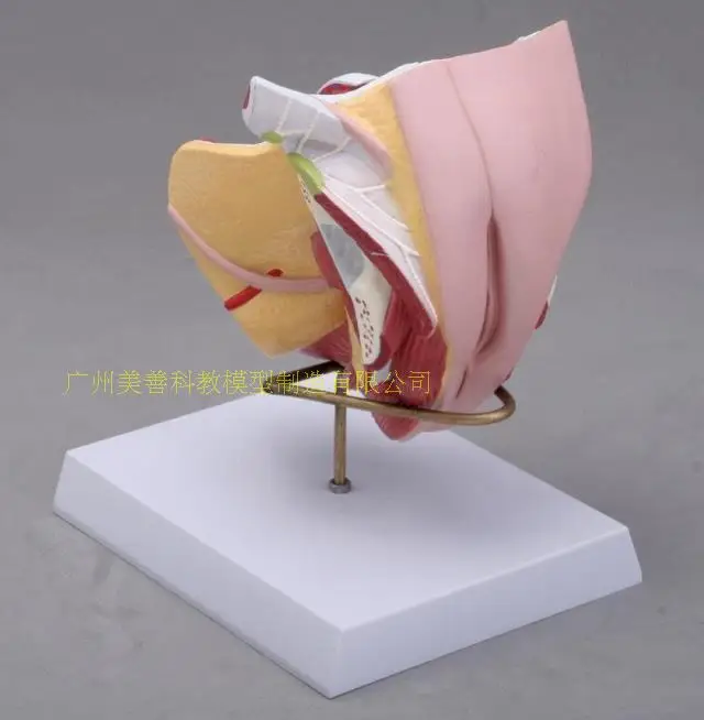 

4parts 1:1 Life-sized Human Male Female Anatomy Internal External Reproductive Organs Urinary System Model Andrology Structure