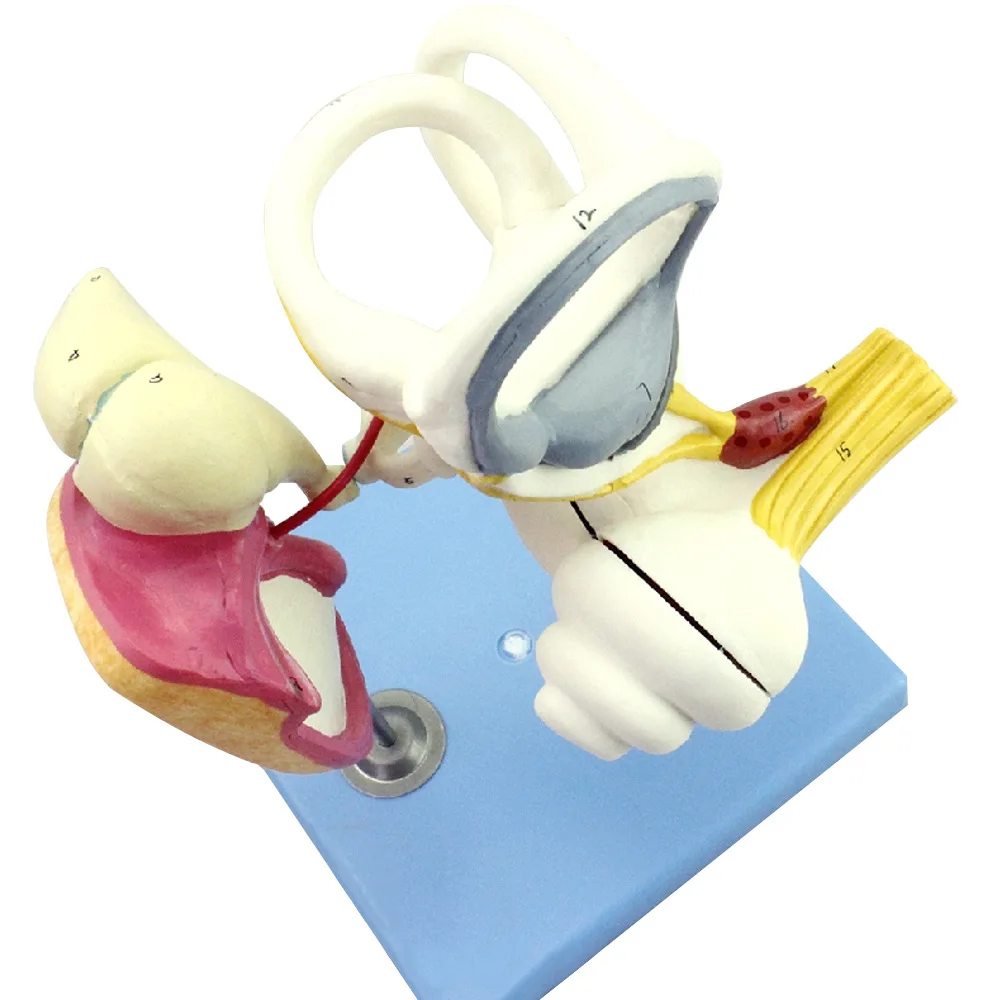 Human inner ear lost auditory small bone tympanic membrane Cochlea model, ENT doctor-patient communication teaching aids