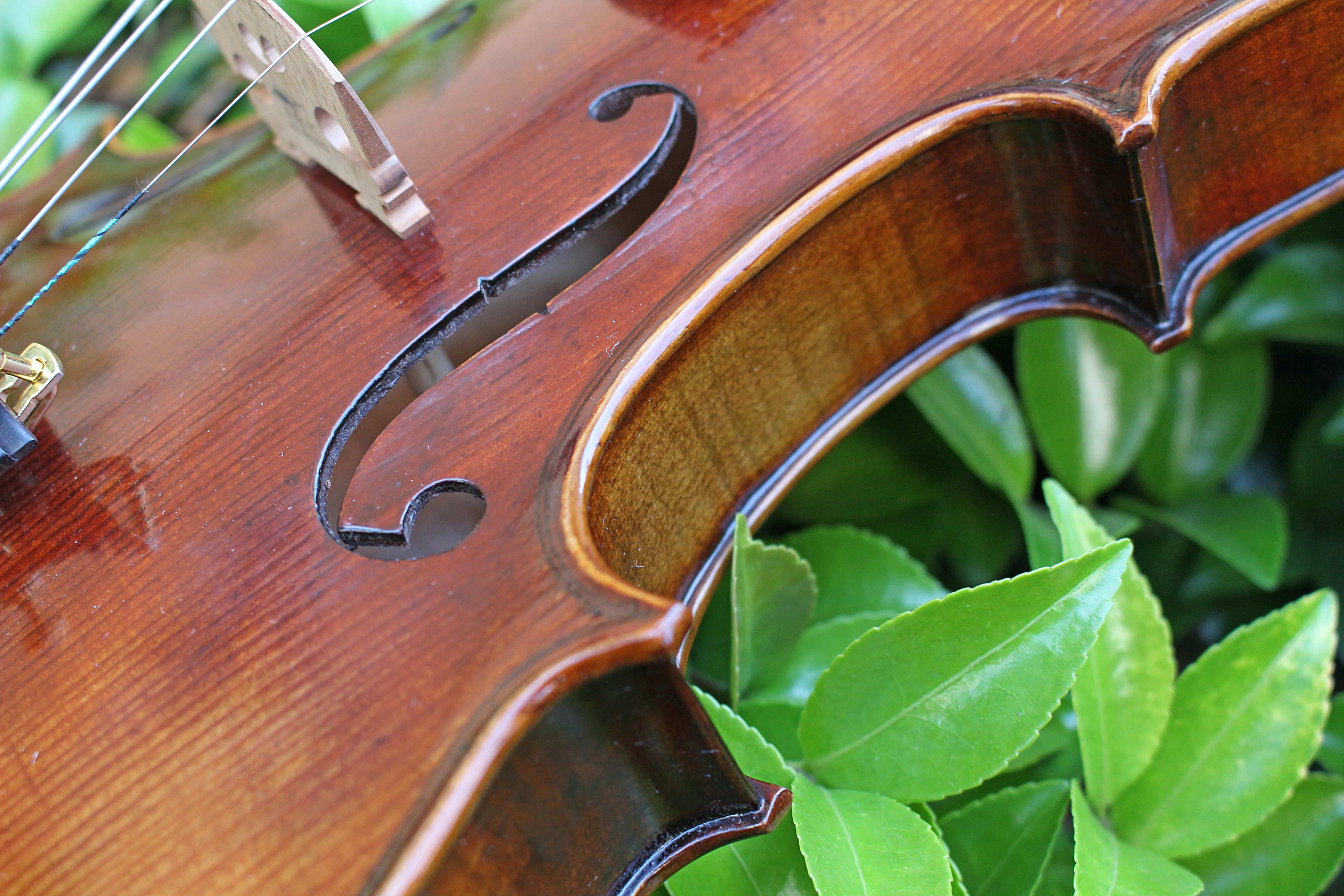 TONGLING Professional Top Master Violin 4/4 Size Handmade Oil Varnish & 20 Years Old European Spruce Antique Violin