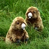 Groundhog High Fidelity Cute Marmot Plushie Bobac Plush Toys Lifelike Animals Simulation Stuffed Doll Kawai Toy Gifts For Kids 4