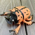 Beetle